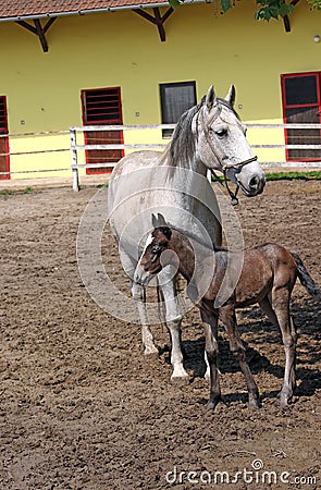 Lipizzaner horse and foal Stock Photo