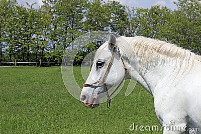 Lipizzaner horse Stock Photo