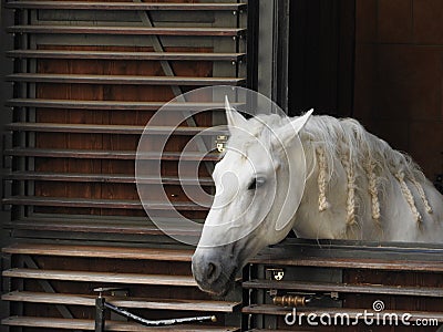 Lipizzaner horse looking out of the stable in Vienna Stock Photo