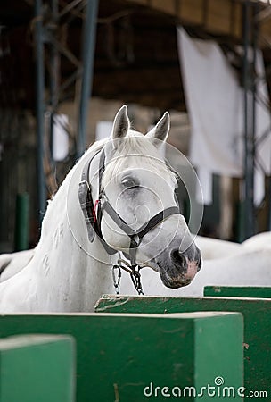 Lipizzaner horse portrait Stock Photo