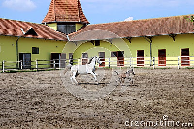 Lipizzaner horse and young foal running Stock Photo