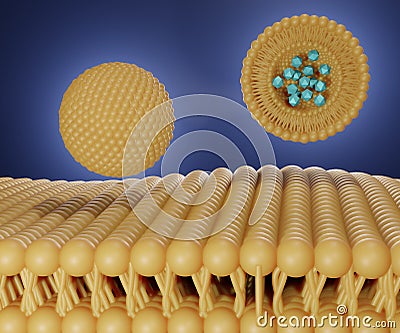 liposome carries nanomedicine into lipid bilayer membrane Stock Photo