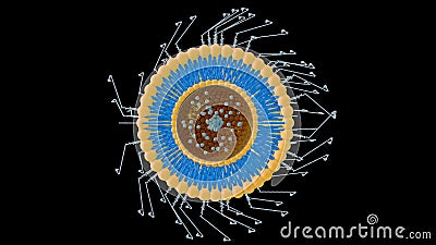 liposome conjugated polyethylene glycol and biotin Stock Photo