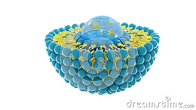 Liposome structure cell 3D rendering Stock Photo