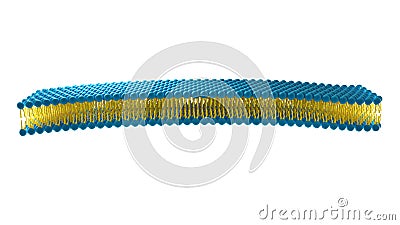 Liposome structure cell 3D rendering Stock Photo