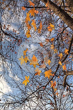 Liquidambar autumn leaves Stock Photo