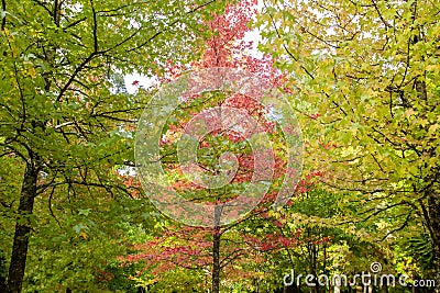 Liquidambar autumn trees Stock Photo