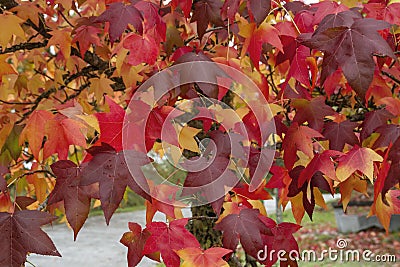 Liquidambar colorful autumnal foliage Stock Photo