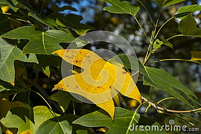 Yellow leaf of Liriodendron tulipifera Stock Photo
