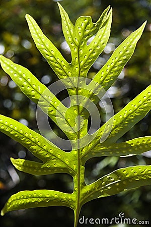 Liriope Fern leaf Stock Photo