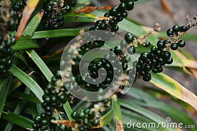 Liriope muscari Stock Photo