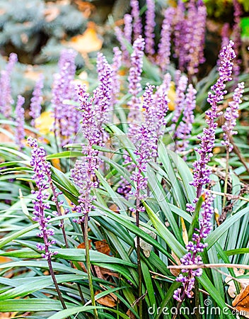 Liriope muscari `Lilac Wonder` close up in the botany in Poland. Stock Photo