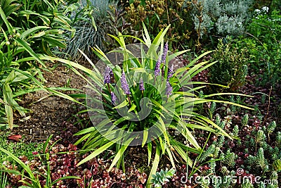 Liriope muscari `Moneymaker` is an erect evergreen perennial that produces blue-purple flowers in panicles from August to October. Stock Photo