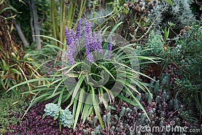 Liriope muscari `Moneymaker` is an erect evergreen perennial that produces blue-purple flowers in panicles from August to October. Stock Photo