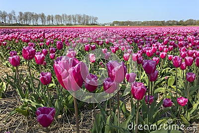 Traditional Dutch tulip field with rows of pink flowers close up Editorial Stock Photo