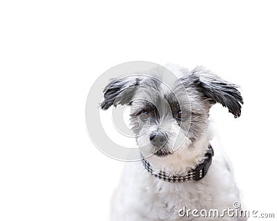 Listening dog with alert ears on isolated white background Stock Photo