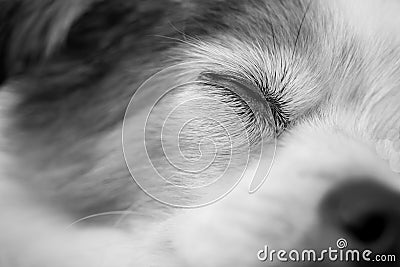 Close up of eye and face of sleeping dog in black and white Stock Photo