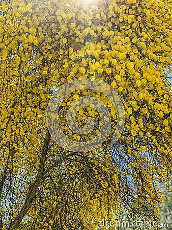 Lit by the rays of the sun golden Partium junceum or Spanish broom bushes abundantly blooming in nature, vertical Stock Photo