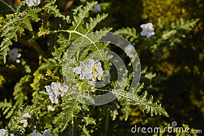 Litchi Tomato Stock Photo