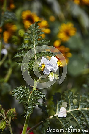 Litchi Tomato Stock Photo