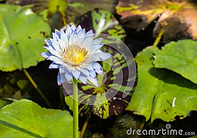 Lite blue water lily Stock Photo