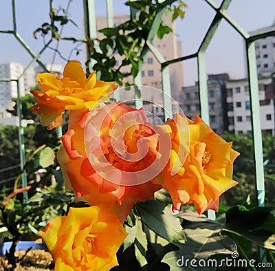 A literal mixture of yellow and red, orange rose. Stock Photo