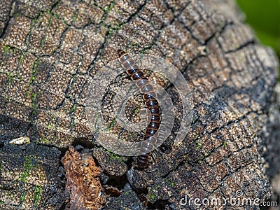 Lithobius forficatus, brown centipede Stock Photo