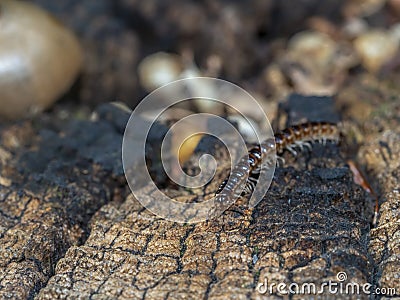 Lithobius forficatus, brown centipede Stock Photo