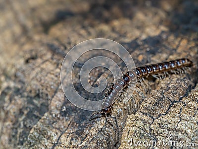 Lithobius forficatus, brown centipede Stock Photo