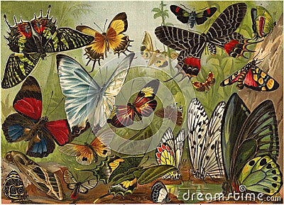 Lithography of butterflies Stock Photo