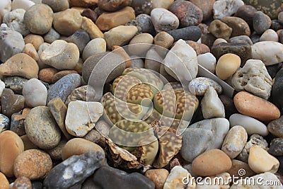 Lithops / living stones, succulent plant, GOthenburg botanical garden Stock Photo