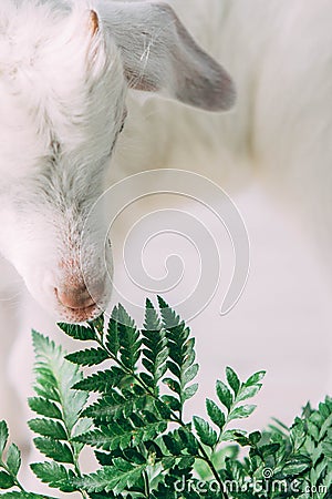 Litlie goat grass wool white Stock Photo