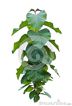 Young Teak,Tectona grandis L.f. tree Stock Photo