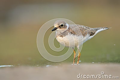 Litte ringed plover Charadrius dubius bird rain water in pond wetland wading shorebirds waders young nature wildlife Stock Photo