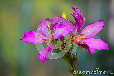 Blue rose flowers with background blur Stock Photo