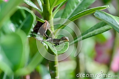 Littel Chameleon lying on green leaves. Stock Photo