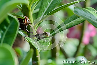 Littel Chameleon lying on green leaves. Stock Photo