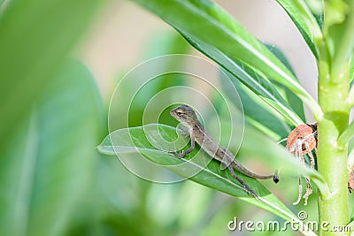 Littel Chameleon lying on green leaves. Stock Photo