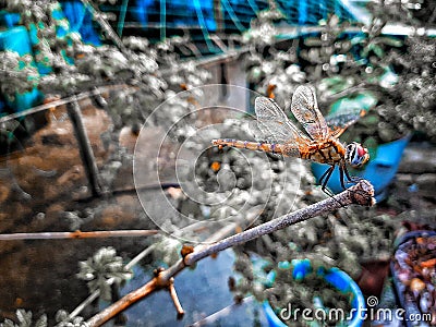 Littel insecta dragon fly Stock Photo