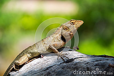 Littel lizard Stock Photo