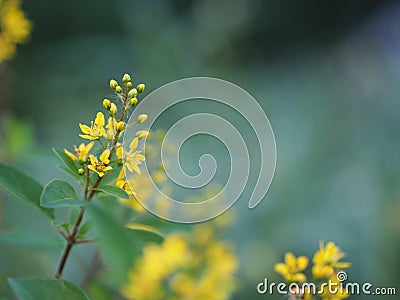 Littel yellow flower beautiful bouguet on blurred of nature background Stock Photo