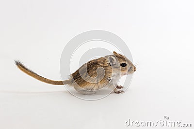Litter Mongolian gerbil, Desert Rat Stock Photo