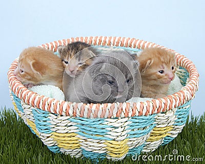 Litter of newborn kittens two weeks old in a basket Stock Photo