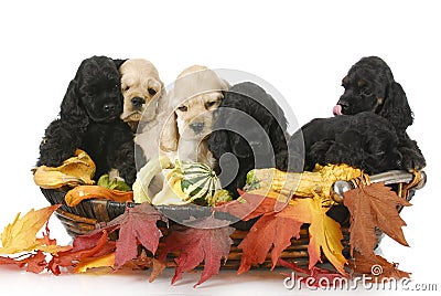 Litter of puppies Stock Photo