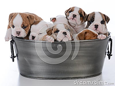 litter of seven puppies Stock Photo