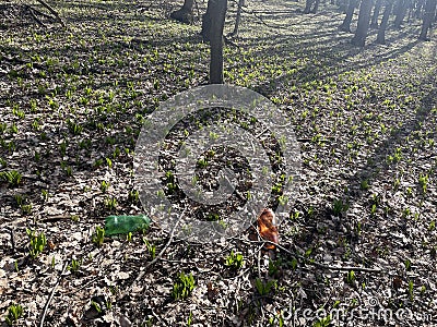 Littered- European Broadleaf Forest - Vernal vegetation - Spring - Understory Stock Photo