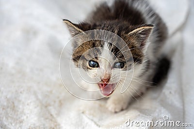 Little adorable kitty try to look wild and frightened Stock Photo