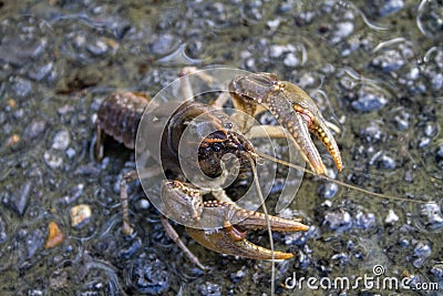 Alabama Crayfish Crawdad - Orconectes alabamensis Stock Photo