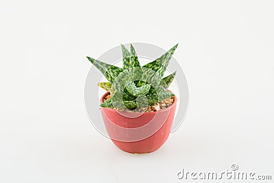 Little aloevera Stock Photo