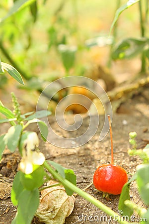 The journey of the little Apple, part six Stock Photo